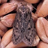 Brown house moth